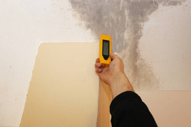 Best Attic Mold Removal  in Waimea, HI
