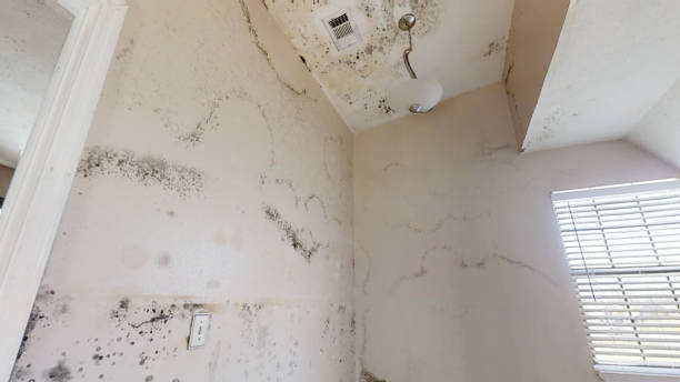 Best Post-Construction Mold Inspection  in Waimea, HI