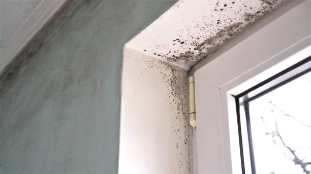 Trusted Waimea, HI Mold Removal Experts