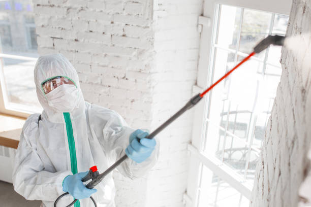 Best Environmental Consulting for Mold Prevention  in Waimea, HI