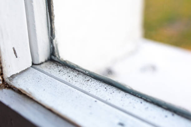Best Mold Damage Restoration  in Waimea, HI