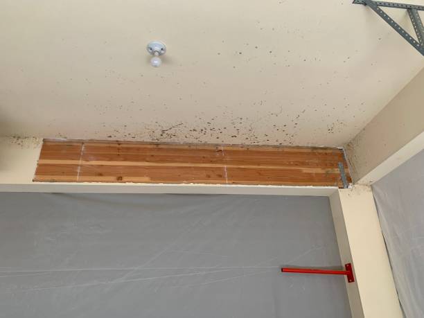 Best Dehumidification Services  in Waimea, HI