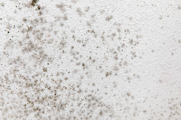 Best Emergency Mold Remediation  in Waimea, HI