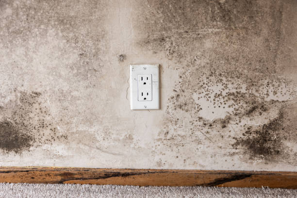 Best Air Quality Testing for Mold Spores  in Waimea, HI