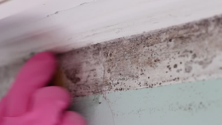 Best Biohazard Mold Removal  in Waimea, HI